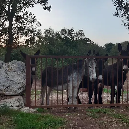 Pietra d'angolo Locorotondo Esterno foto